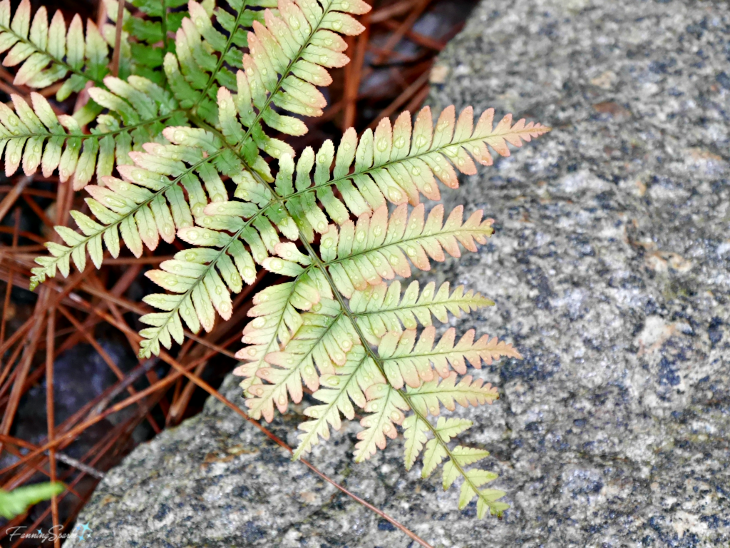 Soft shades of the autumn fern in spring. @FanningSparks