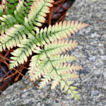 Soft shades of the autumn fern in spring. @FanningSparks