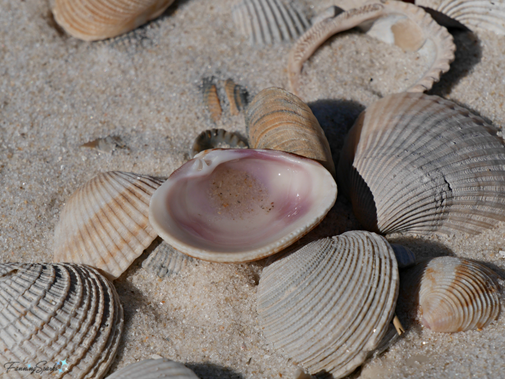 Pink seashell showcased amongst neutral colors from Bon Secour National Refuge @FanningSparks