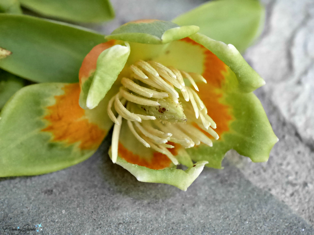 Vibrant colors of the tulip tree blossom @FanningSparks