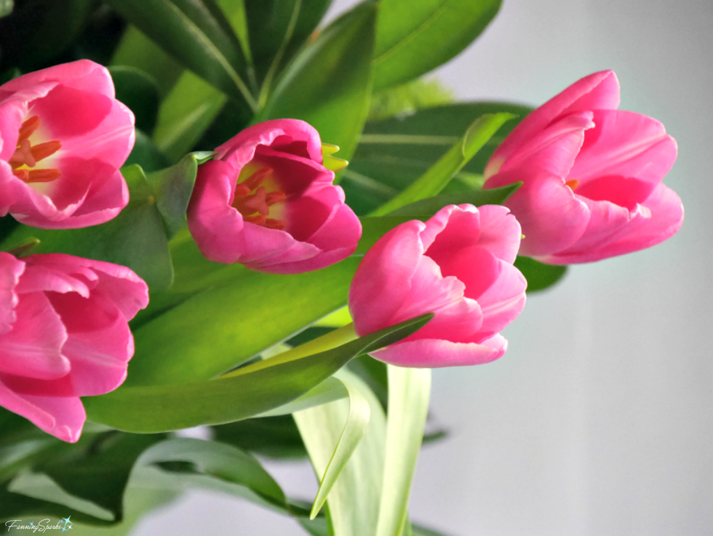 Pink tulips in springtime