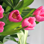 Pink tulips in springtime