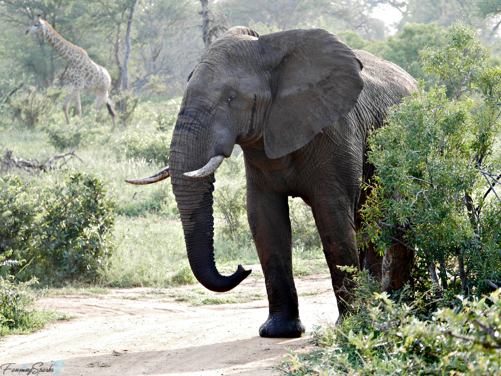 Elephant stops on the track @FanningSparks