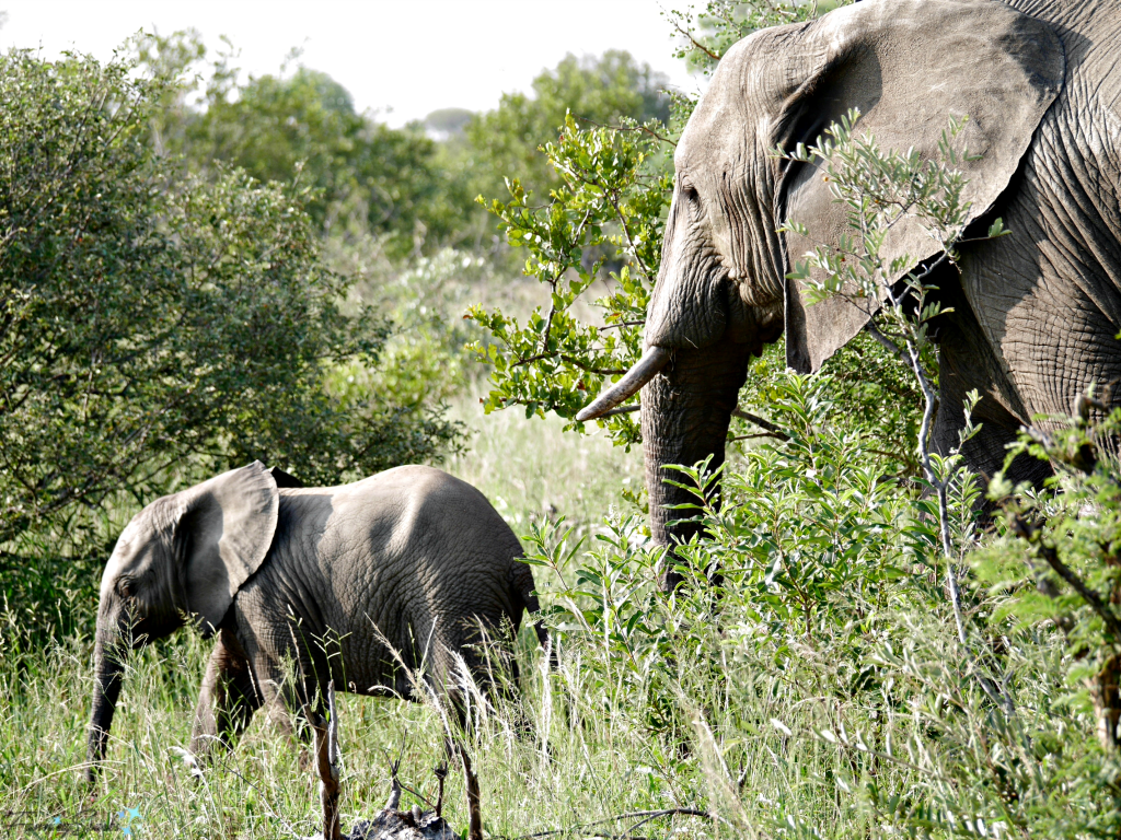 Mama elephant shepards the young one back to safety @FanningSparks