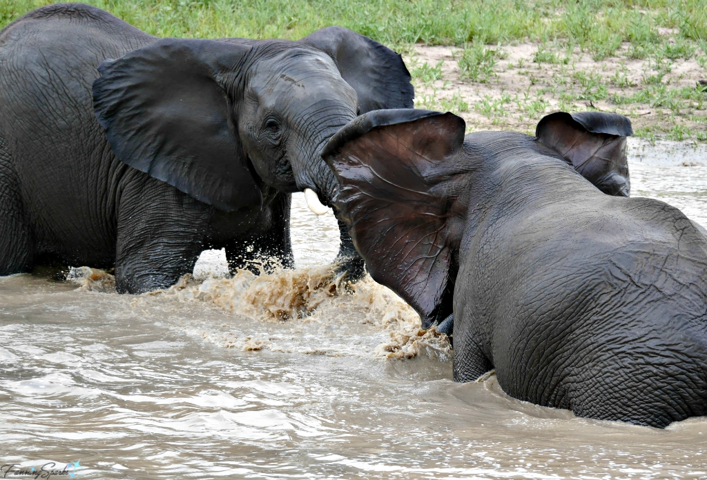 Young male elephants in "ear-spreading" gesture @FanningSparks