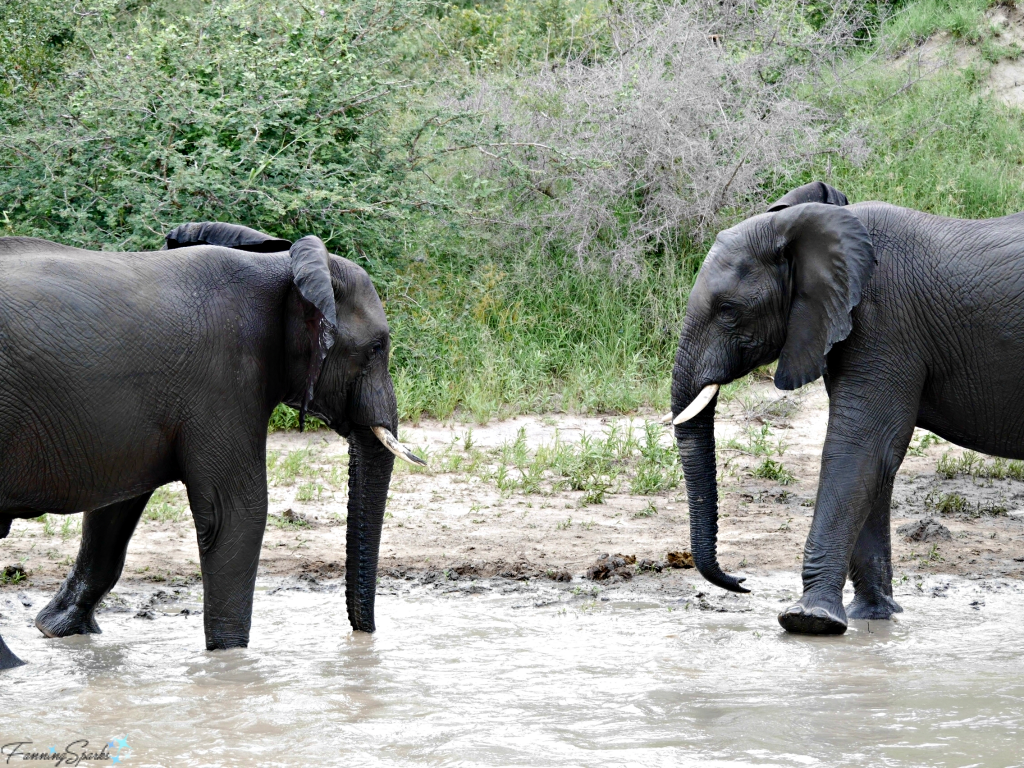 Young elephants face off for sparring @FanningSparks