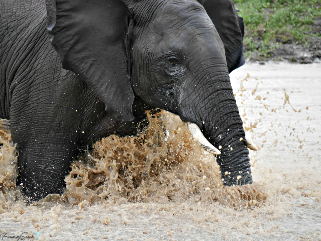 Young male elephant thunders into the water @FanningSparks