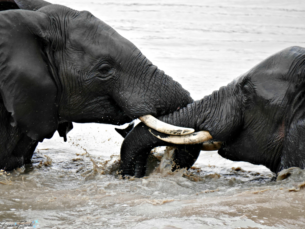 Young male elephants sparring in the water @FanningSparks