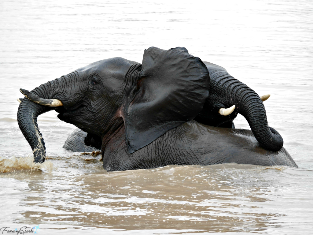 Young male elephants sparring in the water @FanningSparks