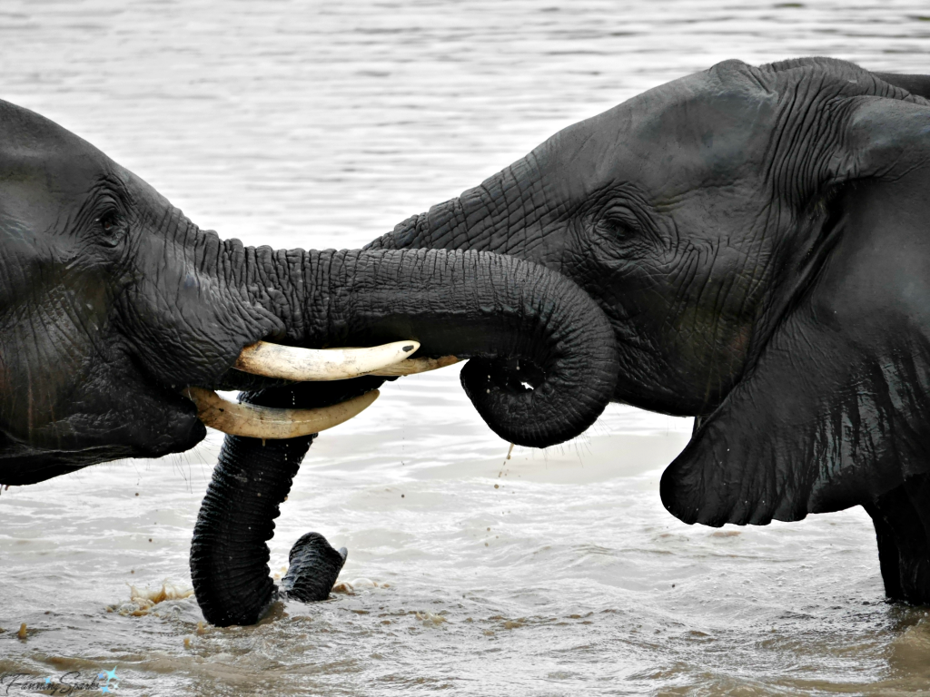 Young male elephants sparring in the water @FanningSparks