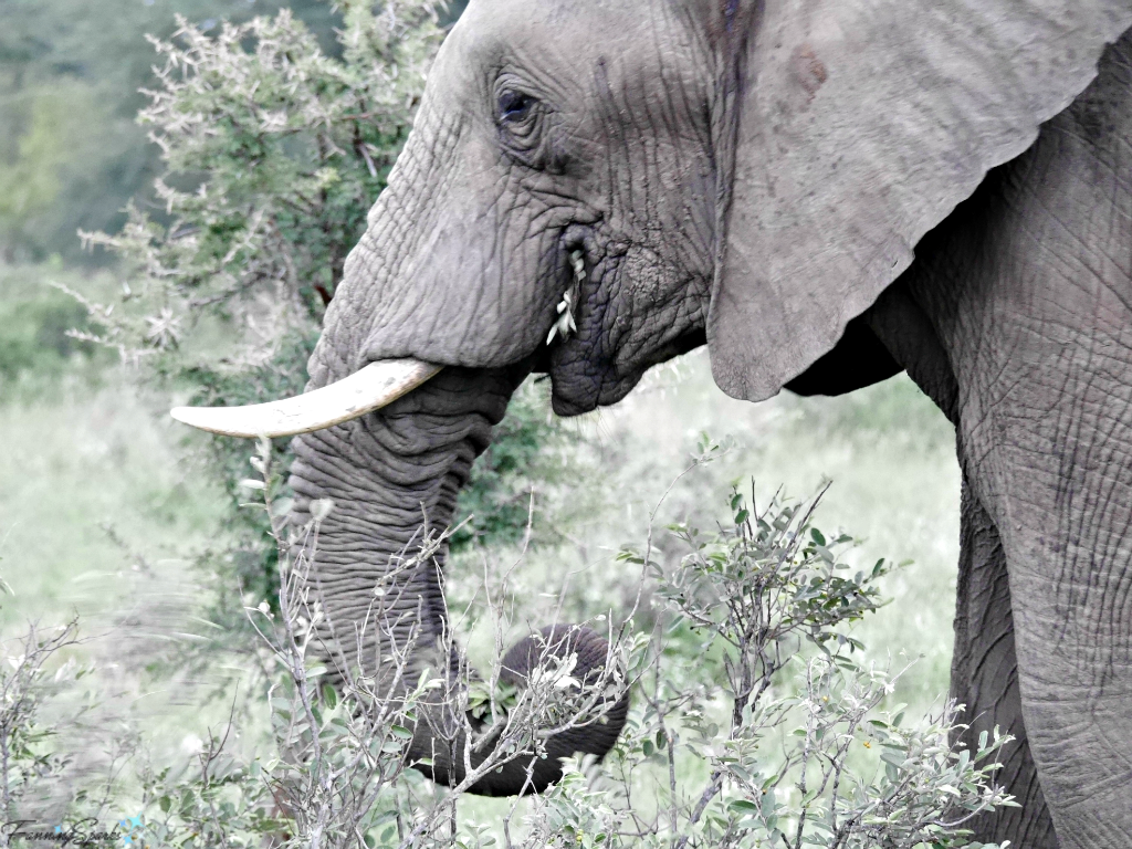 Elephant eating grass and shrubs @FanningSparks