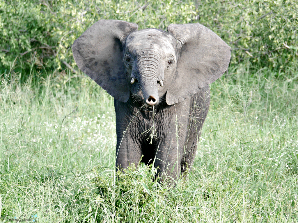 Young elephant sniffs toward us @FanningSparks