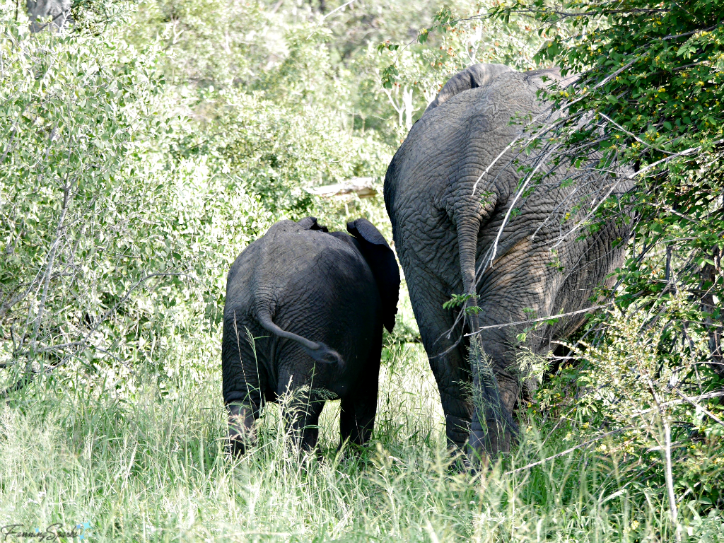 Mama and little one walk away @FanningSparks