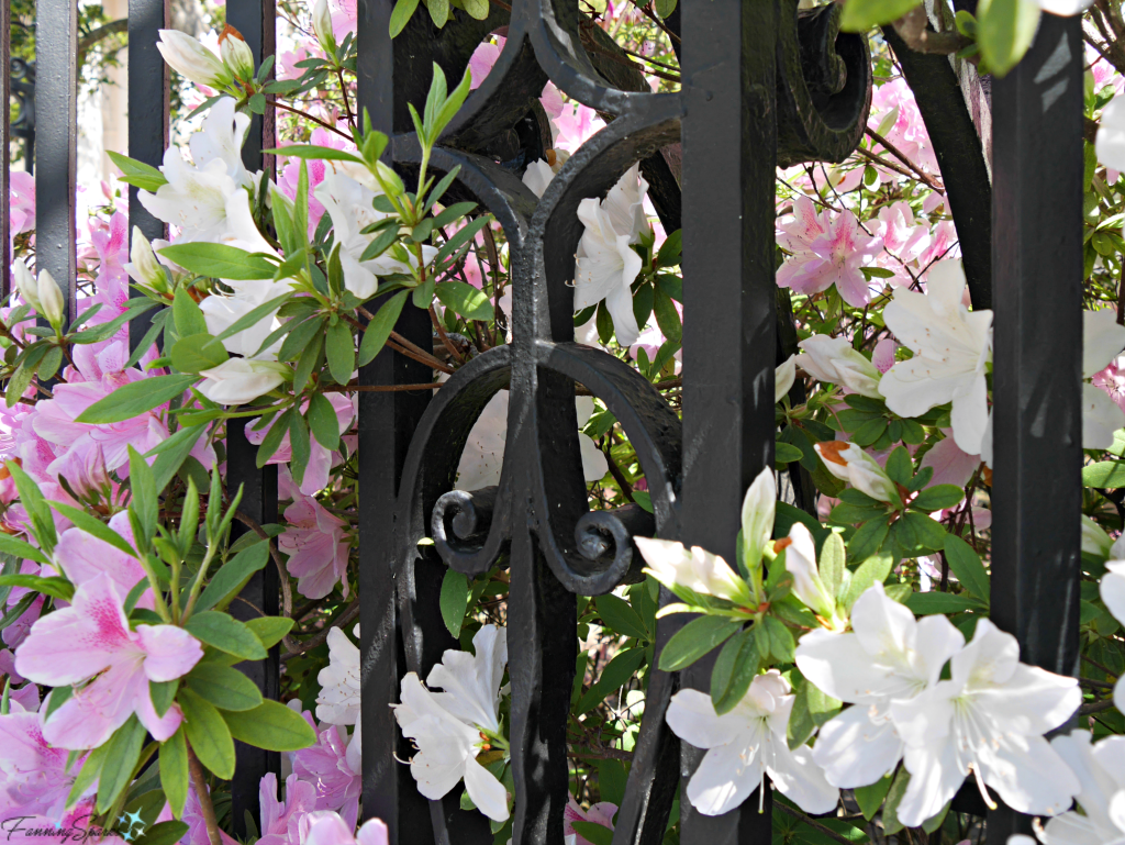 Azaleas in full bloom against a wrought iron fence @FanningSparks