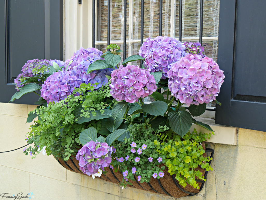 Charleston’s Glorious Window Boxes – Fanningsparks