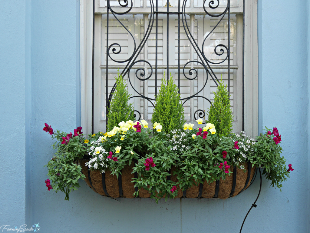 Window box with dwarf trees and spring flowers against blue wall @FanningSparks