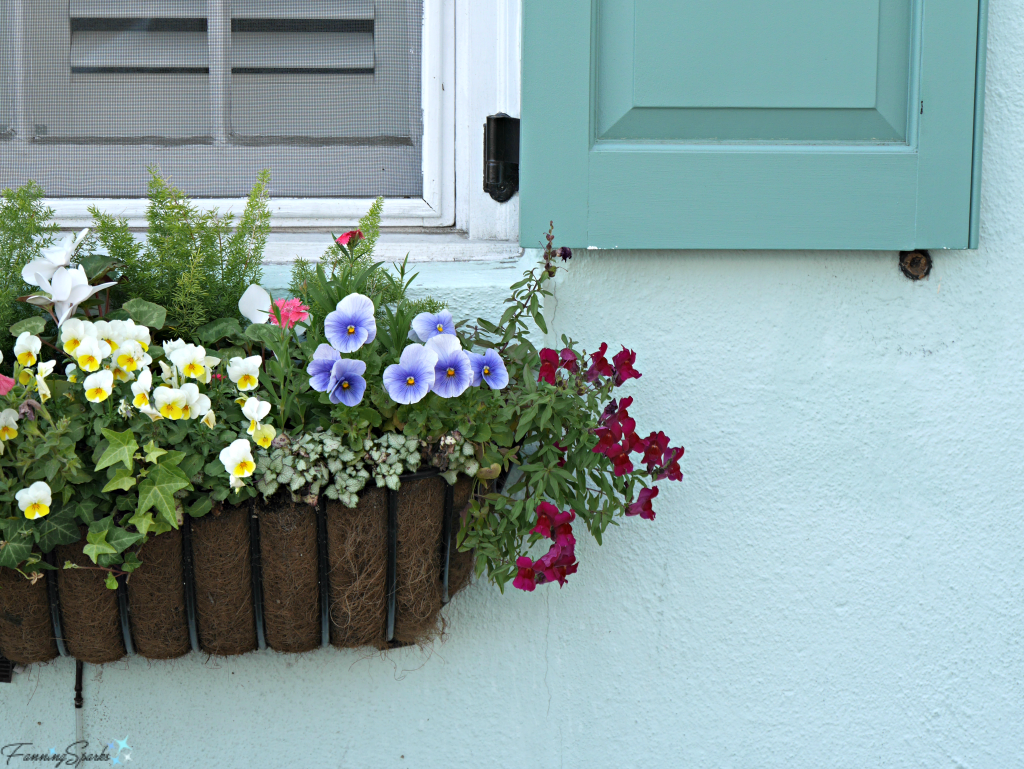 Window box with pansies against aqua wall @FanningSparks