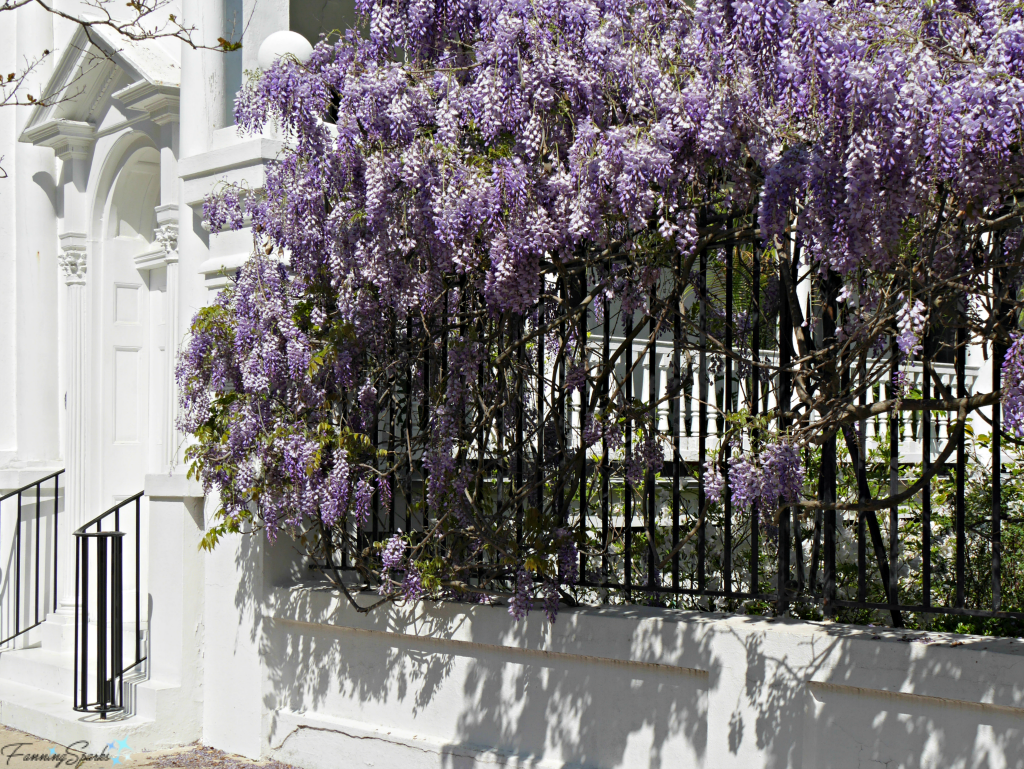 Wisteria in full bloom on Meeting Street in Charleston SC. @FanningSparks