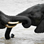 Young Elephants Sparring in Water. @FanningSparks
