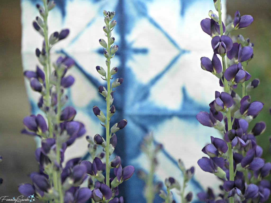 Indigo dyed paper with false indigo flowers. @FanningSparks