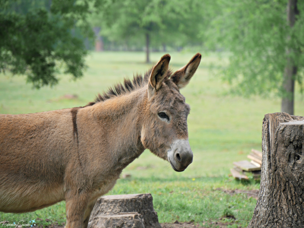 This donkey strikes the perfect pose. @FanningSparks