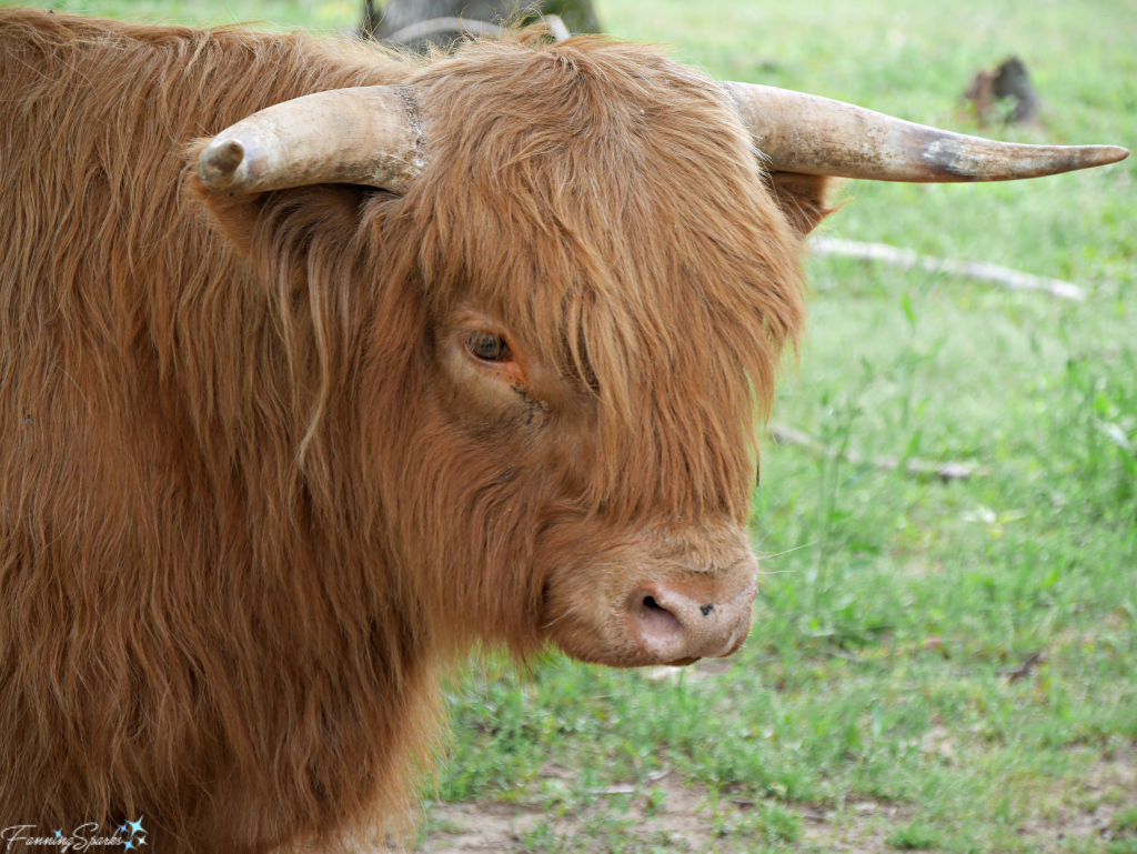 Highland cows are originally from Scotland and have a very distinctive look. @FanningSparks