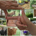 Madison in May - 15 Favorite Fotos