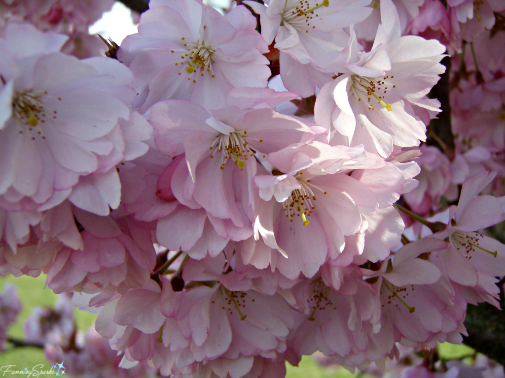 Cherry trees in full bloom in Cologne Germany @FanningSparks