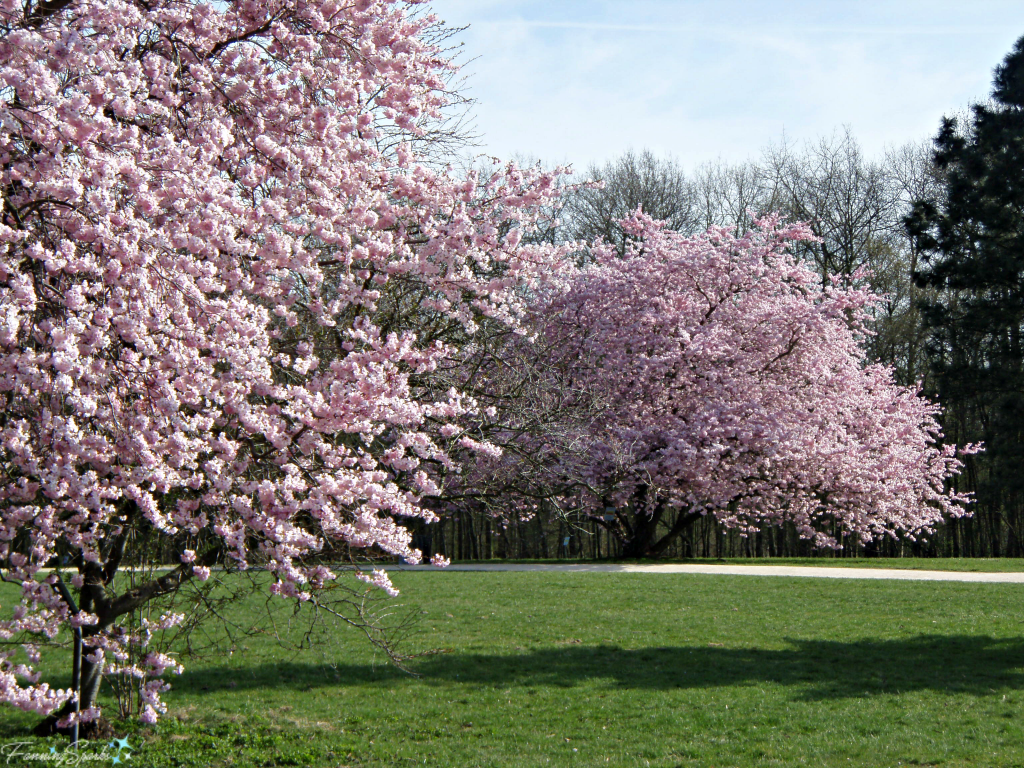 Cherry trees in full bloom in Cologne Germany @FanningSparks