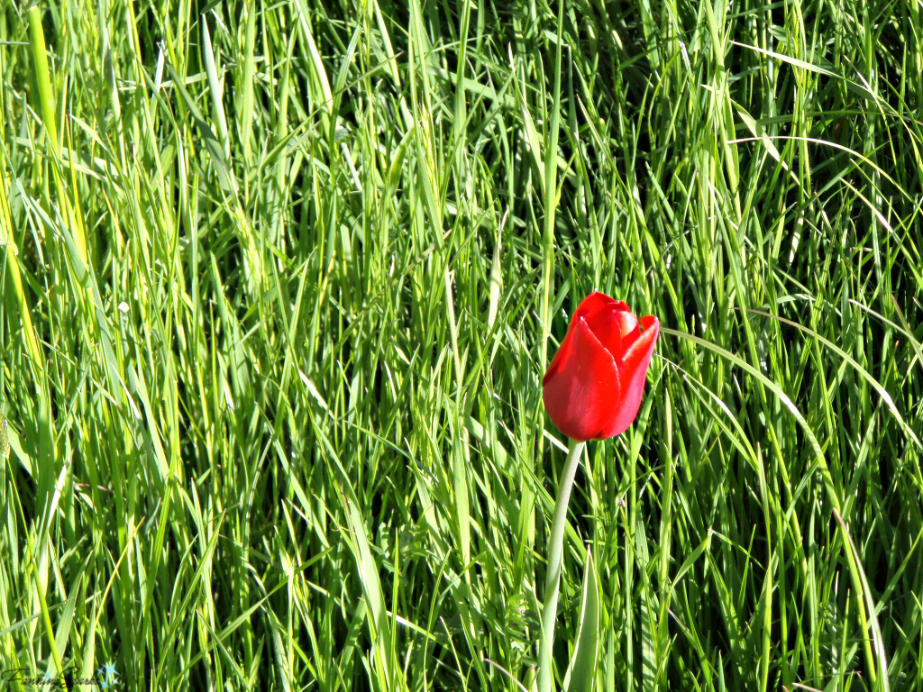 Lone red tulip in field of green grass @FanningSparks