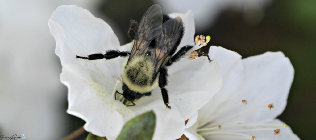 Common Eastern Bumble Bee on white azalea. @FanningSparks