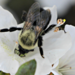 Common Eastern Bumble Bee on white azalea. @FanningSparks