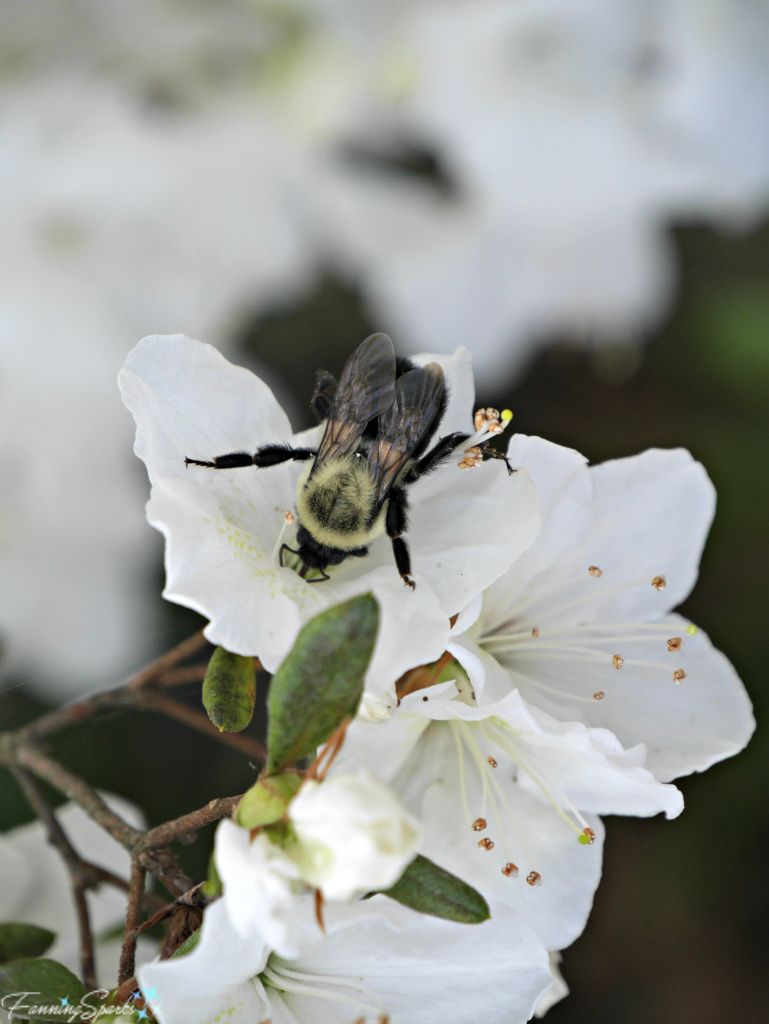 Common Eastern Bumble Bee on azalea. @FanningSparks