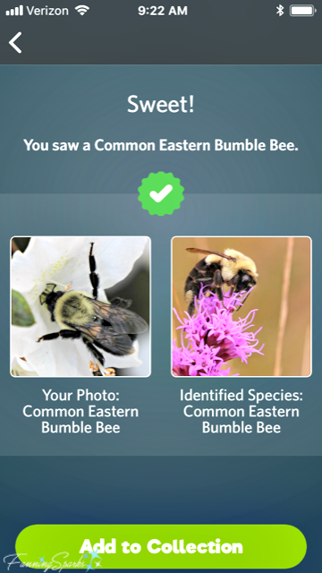 iNaturalist Seek app identifies Common Eastern Bumble Bee. @FanningSparks