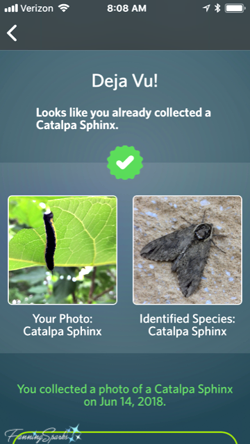 iNaturalist Seek identifies Catalpa Sphinx. @FanningSparks