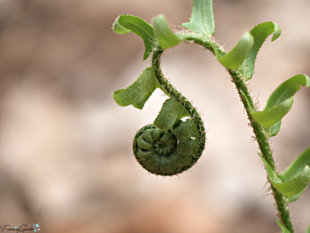 Christmas fern frond unfurling. @FanningSparks