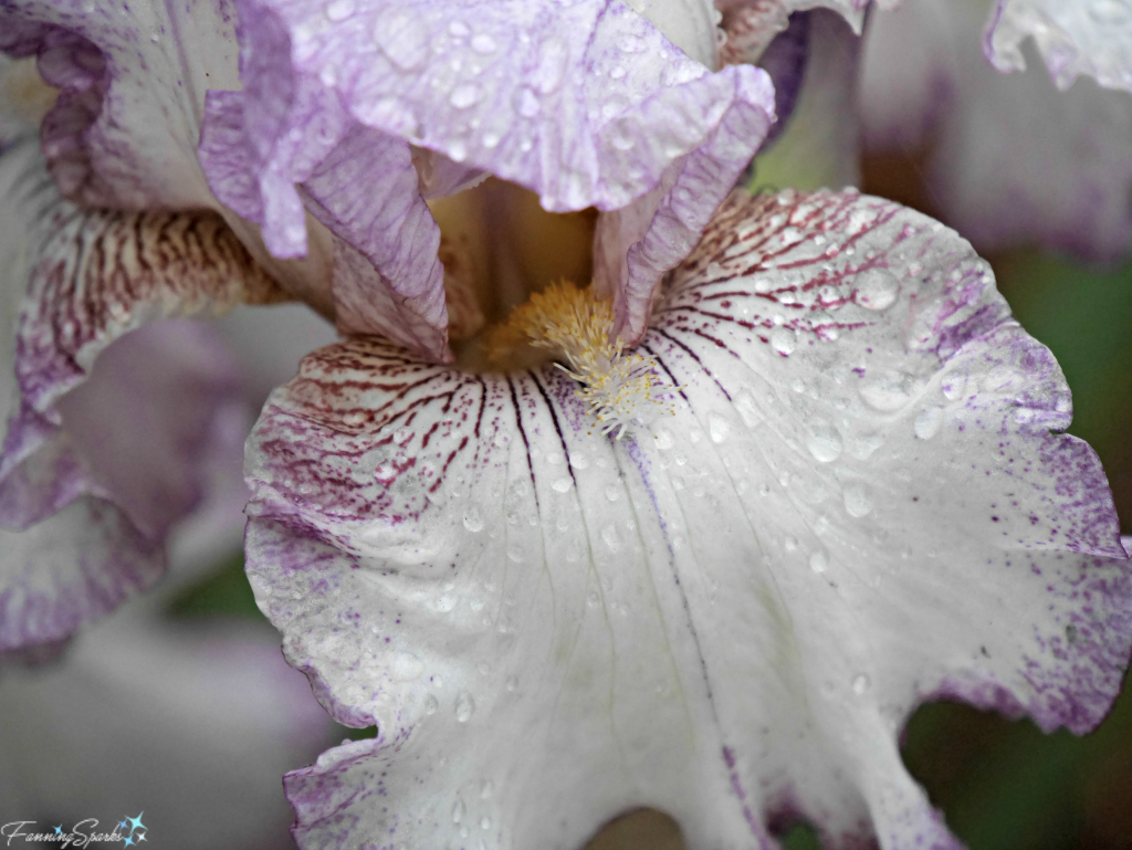 Tall Bearded Iris Autumn Tryst in morning dew. @FanningSparks