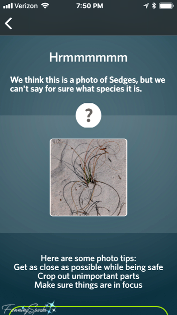 iNaturalist Seek tips for clear photos. @FanningSparks