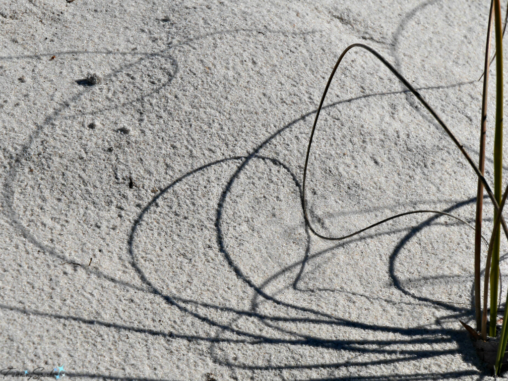 Curly shadows of sea grass. @FanningSparks