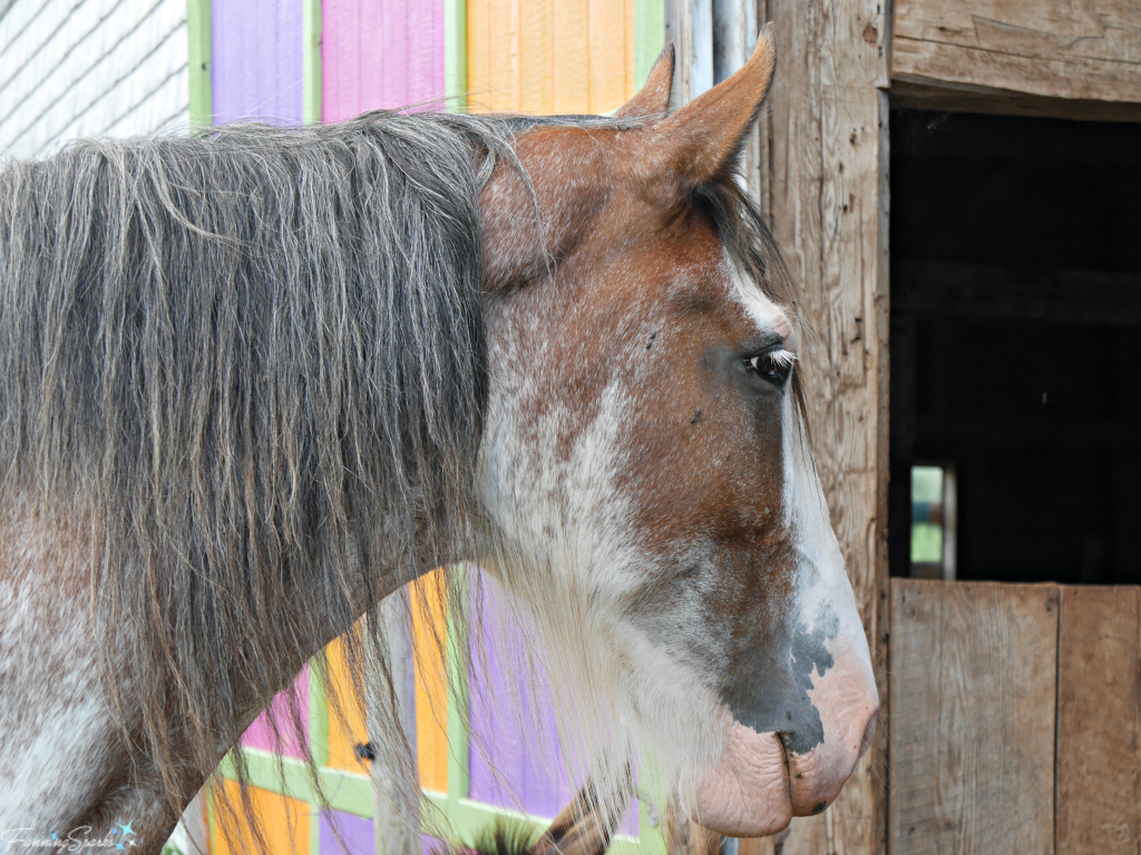 Work Horse at Mabel Murple's in River John Nova Scotia. @FanningSparks