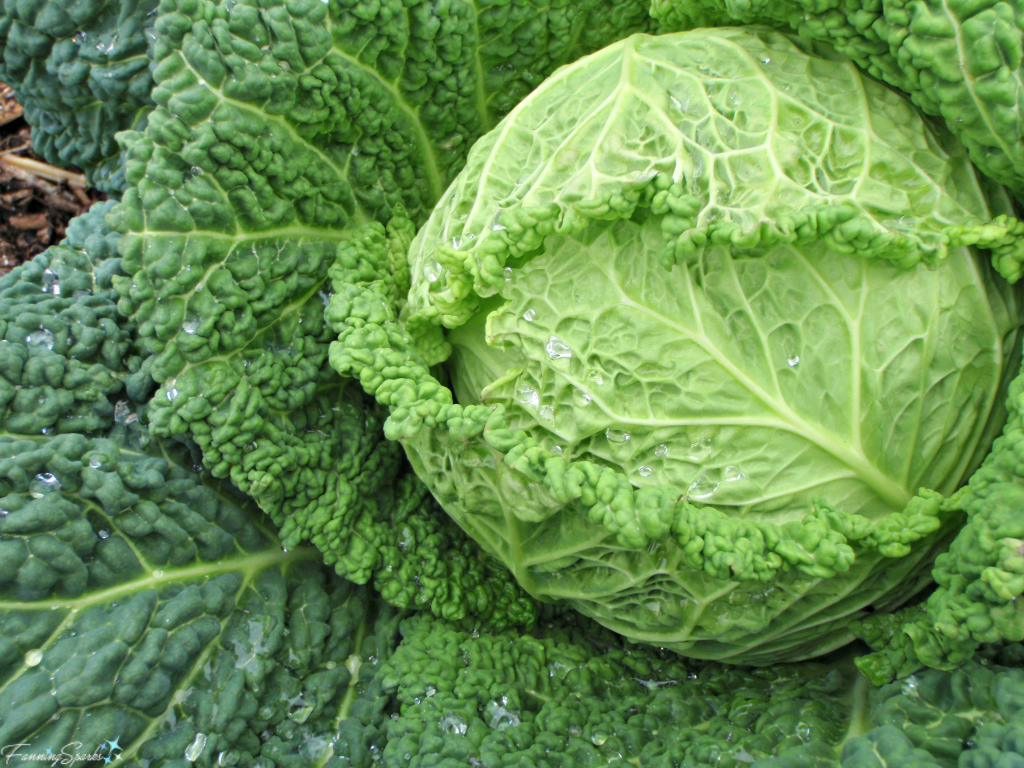 Beautiful Patterns in Cabbage. @FanningHead