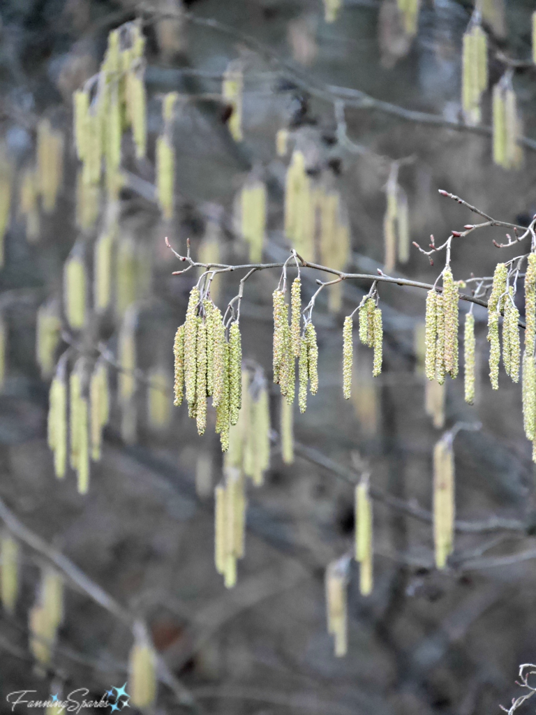 Early Spring Catkins Create Lovely Pattern. @FanningSparks