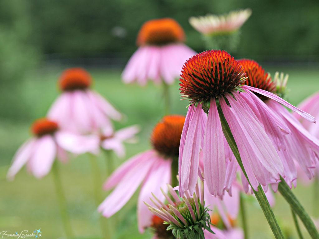 Grouping of Purple Coneflowers. @FanningSparks