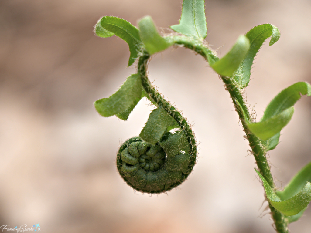 Spiral Frond of the Christmas Fern. @FanningSparks