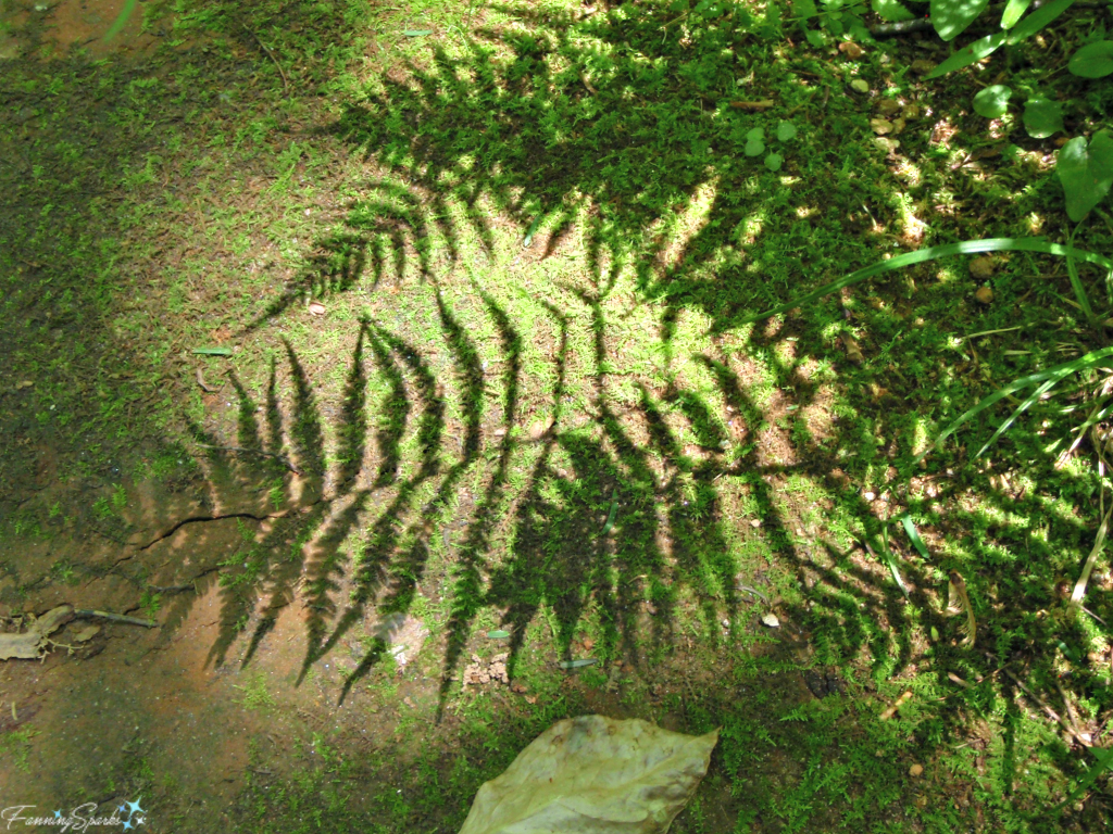 Ferns Cast Shadows on Moss. @FanningSparks