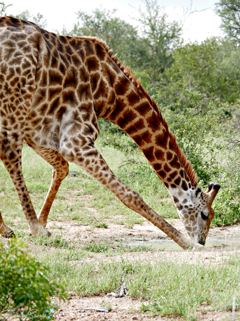 Elegant Giraffe Drinking. Sighted during African Safari. @FanningSparks