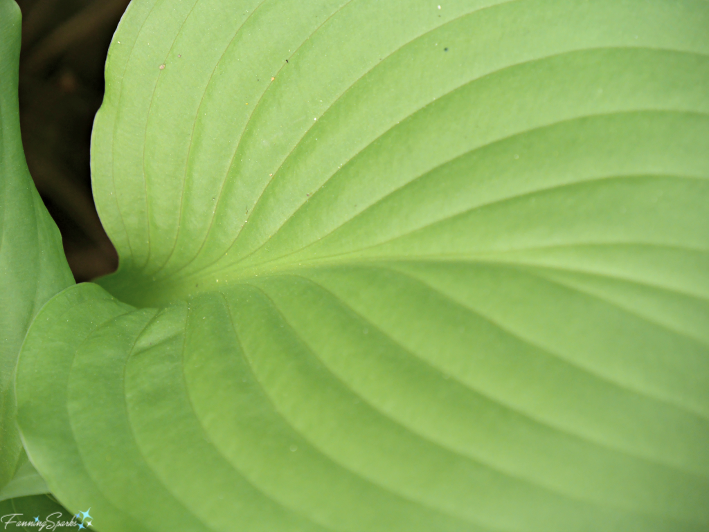 Veins in Hosta Leaf. @FanningSparks