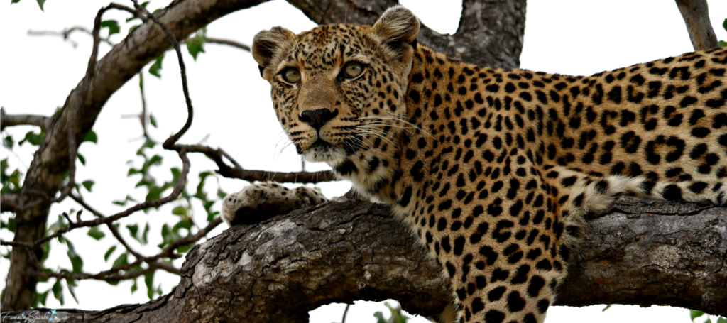 Beautiful Leopard on Lookout. @FanningSparks