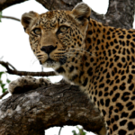 Beautiful Leopard on Lookout. @FanningSparks