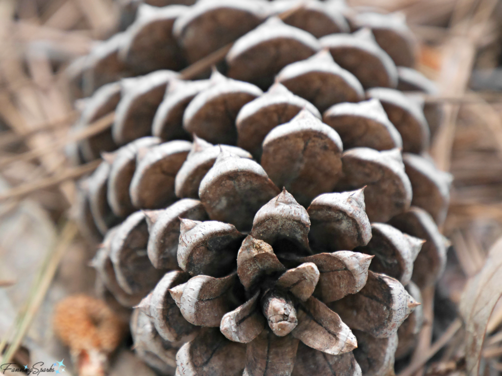 Closeup Showing Geometric Pattern of Pine Cone. @FannngSparks